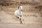 galloping Polish Warmblood