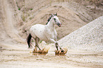 galloping Polish Warmblood