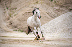 galloping Polish Warmblood