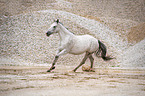 galloping Polish Warmblood