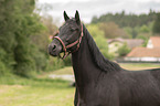 Polish Warmblood portrait