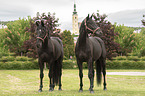 standing Polish Warmbloods