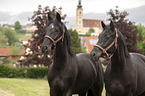 Polish Warmbloods