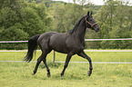 trotting Polish Warmblood