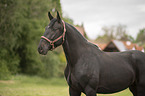 standing Polish Warmblood