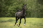 trotting Polish Warmblood