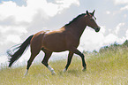 trotting Polish Warmblood