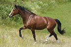 trotting Polish Warmblood