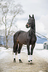 Polish Warmblood