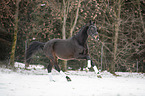 galloping Polish Warmblood