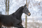 Polish Warmblood Portrait