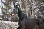 Polish Warmblood Portrait