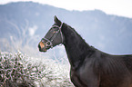 Polish Warmblood Portrait