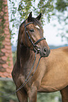 Polish Warmblood Portrait