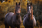 Polish Warmblood geldings