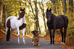 horses and dogs