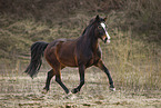 Polish Warmblood mare