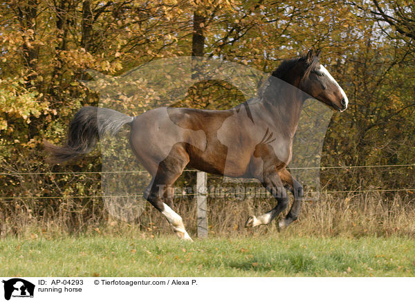 running horse / AP-04293