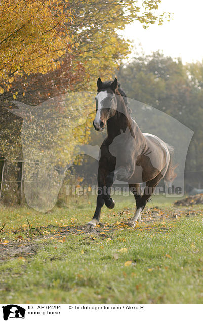 running horse / AP-04294