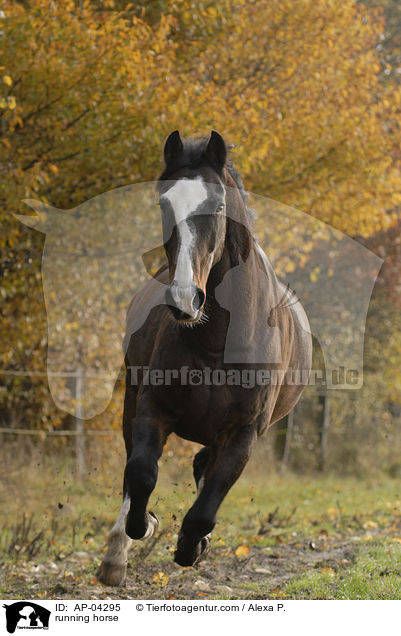 running horse / AP-04295