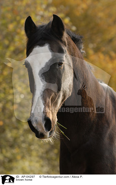brown horse / AP-04297