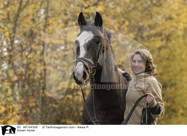 Argentinisches Polopferd / brown horse / AP-04306