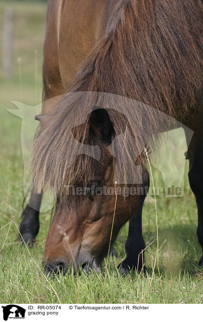 grasendes Pony / grazing pony / RR-05074