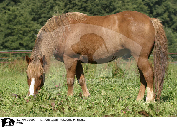 Pony auf der Weide / Pony / RR-05997