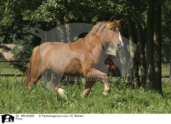 Pony auf der Weide / Pony / RR-05999