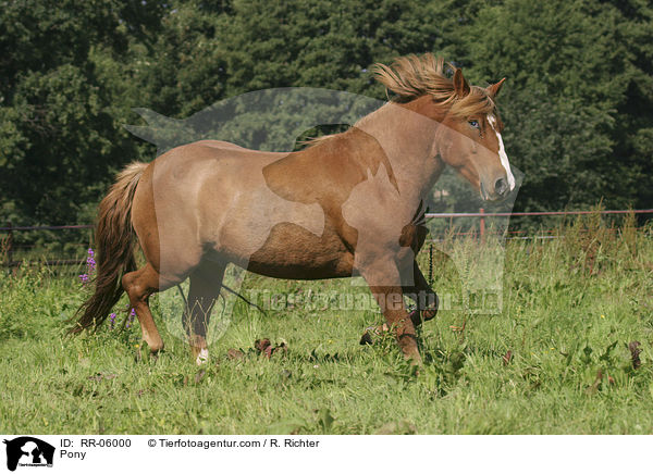 Pony auf der Weide / Pony / RR-06000