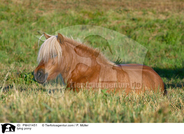 Pony ruht auf der Weide / lying pony / PM-01451