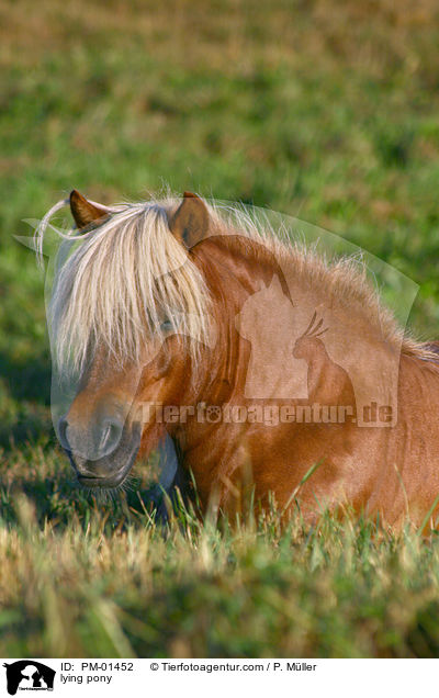 Pony ruht auf der Weide / lying pony / PM-01452