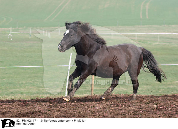 rennendes Pony / running pony / PM-02147