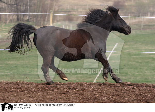 rennendes Pony / running pony / PM-02149