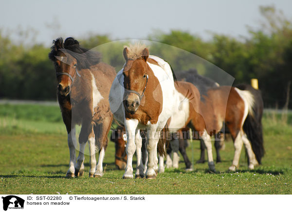 Ponys auf der Weide / horses on meadow / SST-02280