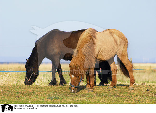 Ponys auf der Weide / horses on meadow / SST-02282