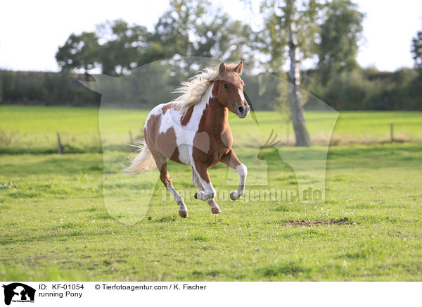 running Pony / KF-01054