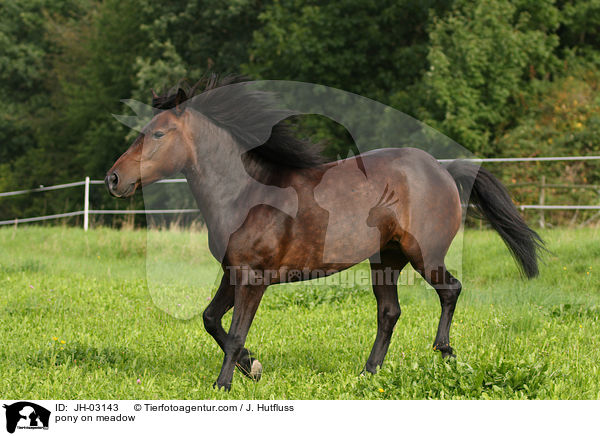 Pony auf der Weide / pony on meadow / JH-03143