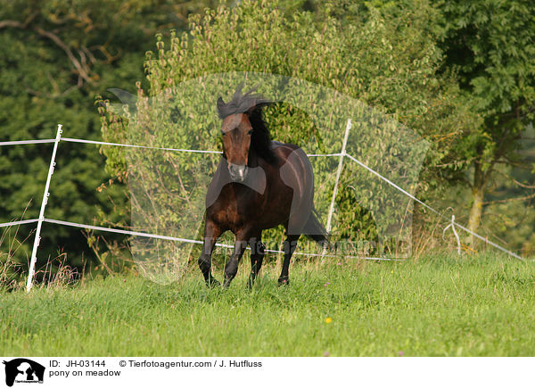 Pony auf der Weide / pony on meadow / JH-03144