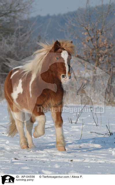 rennendes Pony / running pony / AP-04556