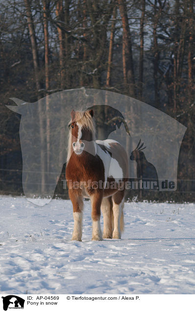 Pony im Schnee / Pony in snow / AP-04569