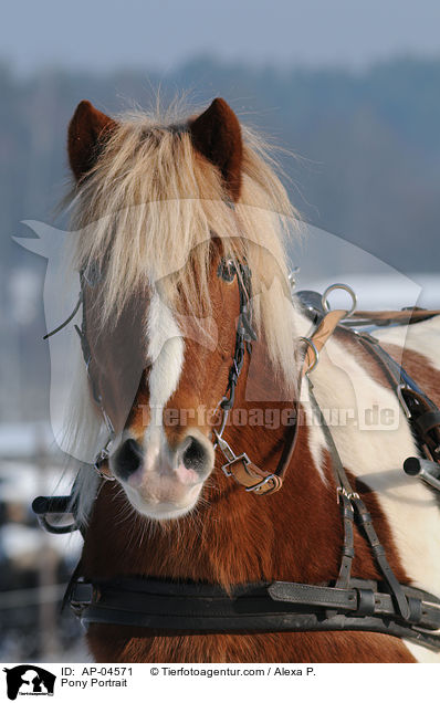 Pony Portrait / Pony Portrait / AP-04571