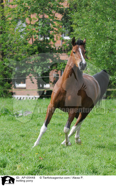 trabendes Pony / trotting pony / AP-05448
