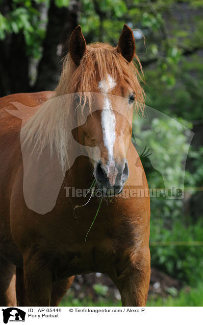 Pony Portrait / Pony Portrait / AP-05449