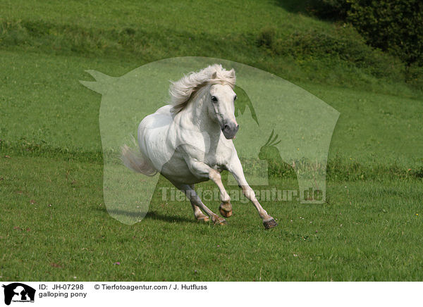 galoppierendes Pony / galloping pony / JH-07298