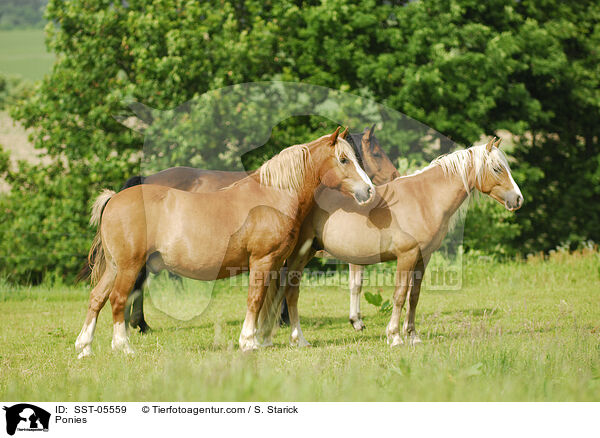 Ponies / SST-05559