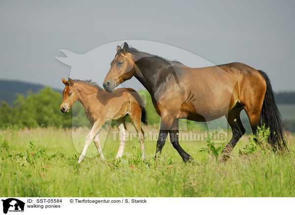 walking ponies / SST-05584