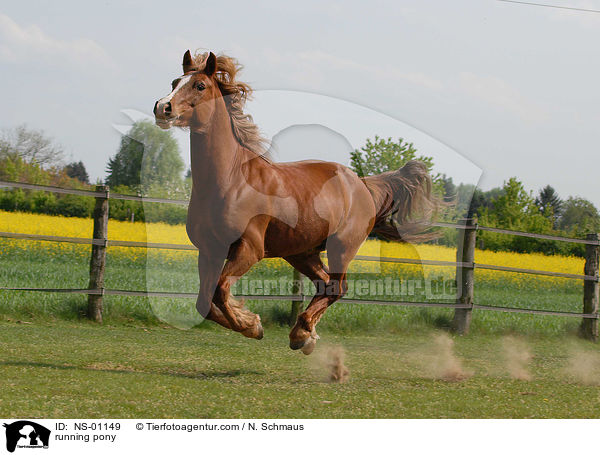 rennendes Pony / running pony / NS-01149