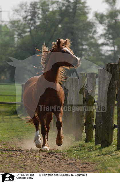 rennendes Pony / running pony / NS-01155