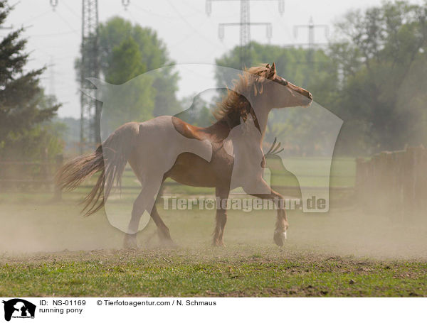 rennendes Pony / running pony / NS-01169
